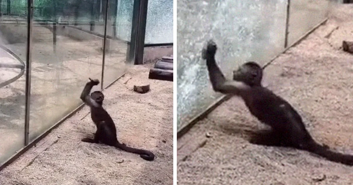 Un visitante del zoo vio a este mono afilando una roca y usándola luego para quebrar el recinto de cristal