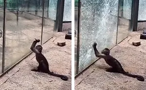Zoo's Visitor Sees Monkey Sharpening A Rock, Later It Uses It To Shatter Its Glass Enclosure