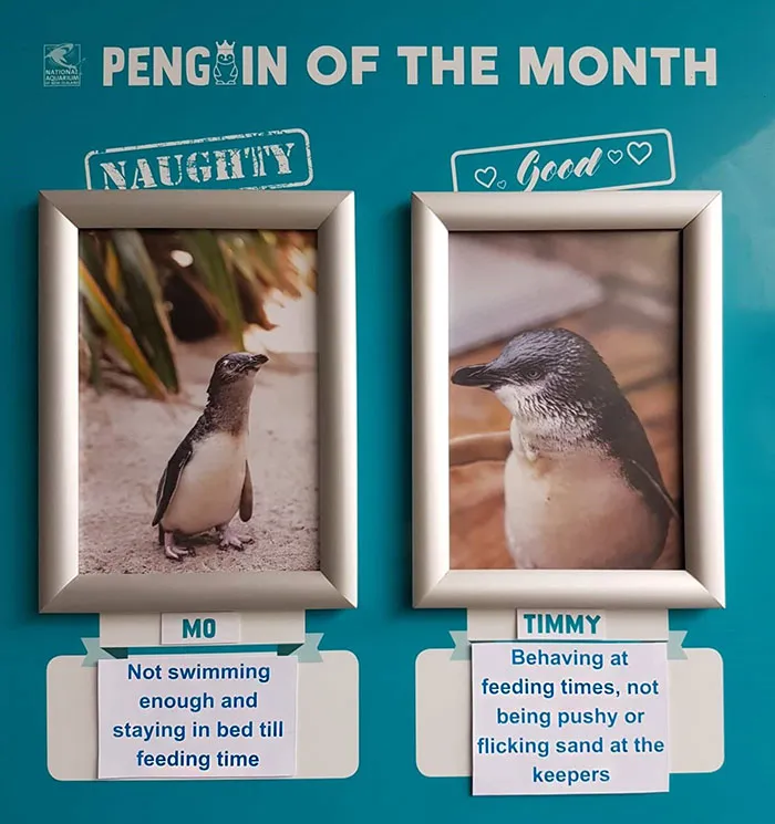 Este acuario elige al pingüino más "malo" cada mes, y sus "crímenes" son muy divertidos