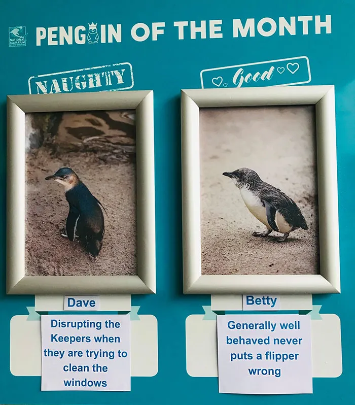 Este acuario elige al pingüino más "malo" cada mes, y sus "crímenes" son muy divertidos