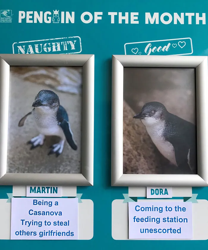 Este acuario elige al pingüino más "malo" cada mes, y sus "crímenes" son muy divertidos