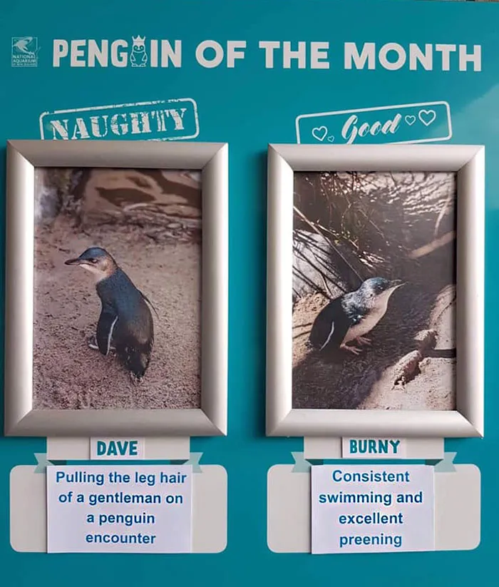 Este acuario elige al pingüino más "malo" cada mes, y sus "crímenes" son muy divertidos