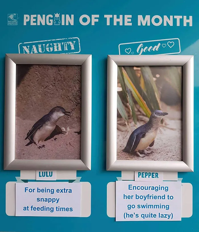 Este acuario elige al pingüino más "malo" cada mes, y sus "crímenes" son muy divertidos