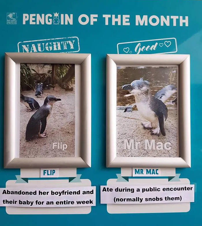Este acuario elige al pingüino más "malo" cada mes, y sus "crímenes" son muy divertidos