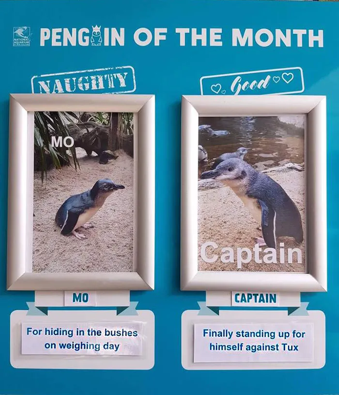 Este acuario elige al pingüino más "malo" cada mes, y sus "crímenes" son muy divertidos