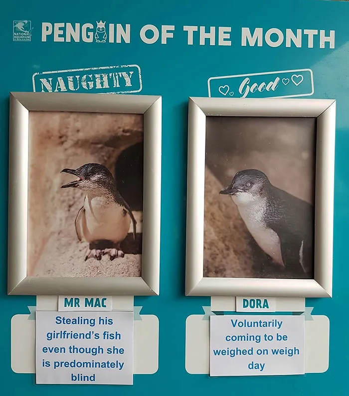 Este acuario elige al pingüino más "malo" cada mes, y sus "crímenes" son muy divertidos