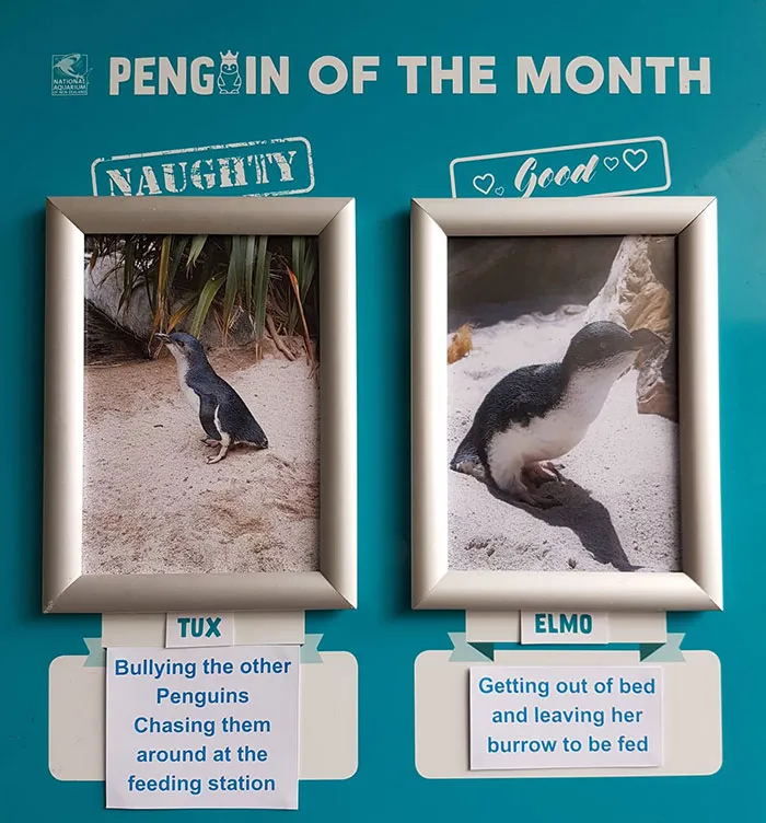 Este acuario elige al pingüino más "malo" cada mes, y sus "crímenes" son muy divertidos