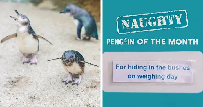 This Aquarium Picks The Naughtiest Penguin Of The Month, And The 'Crimes' Are Too Funny