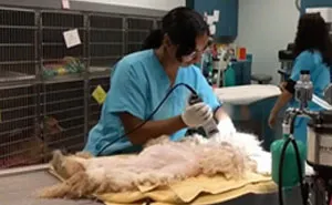 Dog Lives Under A Bed For Two Years, But Is Saved And Gets Life-Changing Makeover (7 Pics)