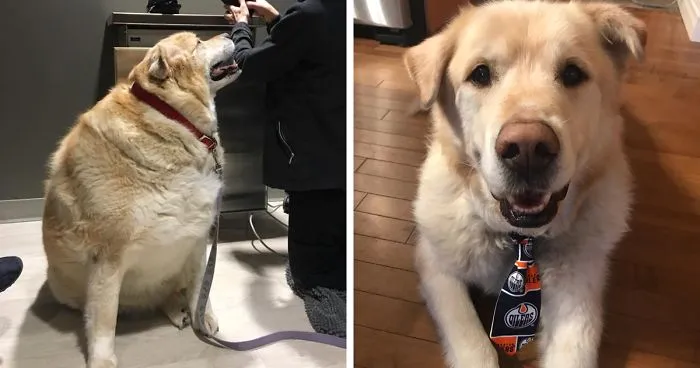 Heartless Owner Demands Overweight Retriever Be Put Down, Vet Finds Him A New Loving Home