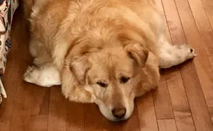 Heartless Owner Demands Overweight Retriever Be Put Down, Vet Finds Him A New Loving Home