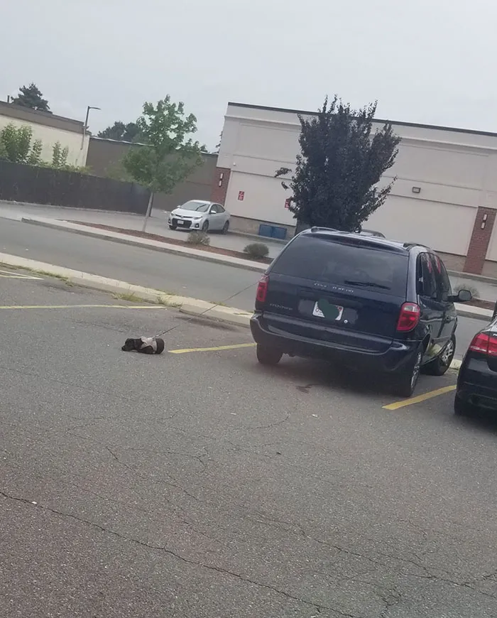 Dejar atado a tu perro al coche mientras vas al gimnasio