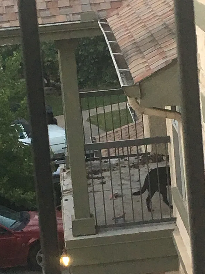 Imagina ser tan vago que tu perro tiene una pila de caca en el balcón porque no lo sacas de paseo
