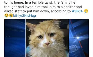 30 Idiot People Who Don’t Deserve To Own A Pet