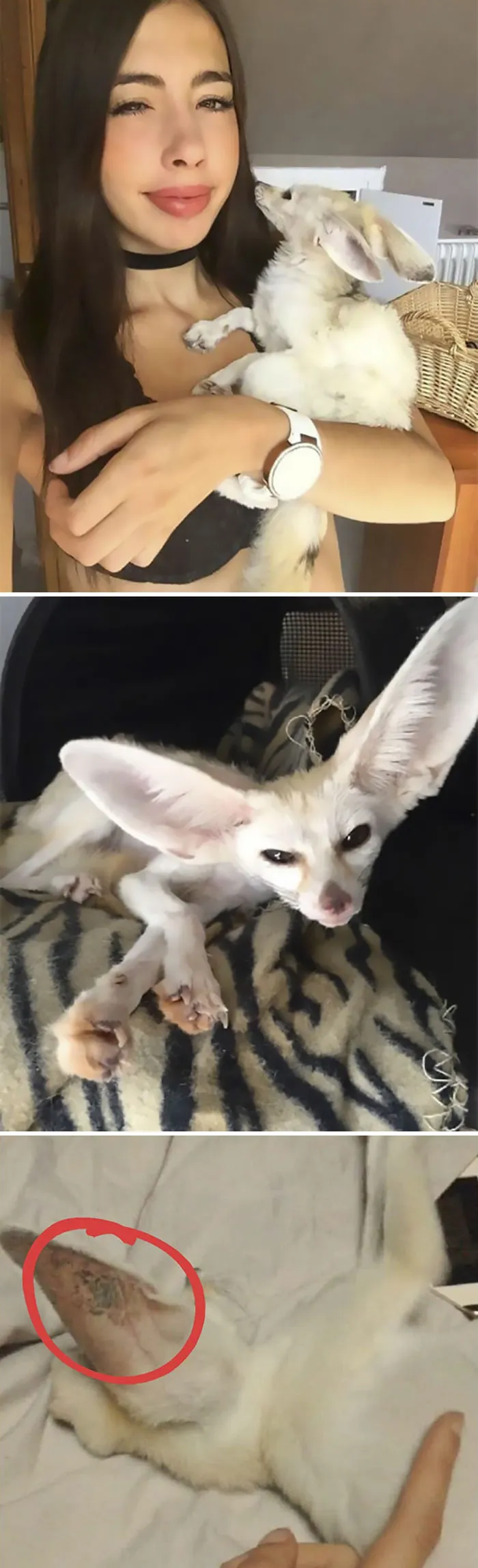 For Years, Vegan Blogger Sonia Sae Has Been Allegedly Raising Her Pet Fox Jumanji On A Vegan Diet Because She Thinks That All Species Are Equals