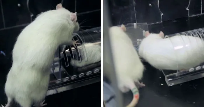 Research Shows That Rats Show Empathy, But Are Selective Regarding Fur Color