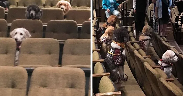 These Service Dogs Attended A Relaxed Performance Of 'Billy Elliot' To Learn How To Behave In A Theater