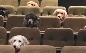 These Service Dogs Attended A Relaxed Performance Of 'Billy Elliot' To Learn How To Behave In A Theater