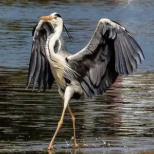 greyheron