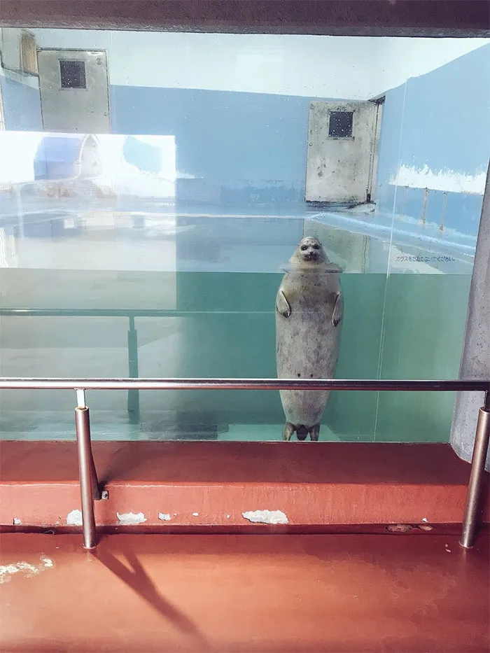La gente comparte fotos de animales con auras amenazantes y aquí tienes 45 de los mejores