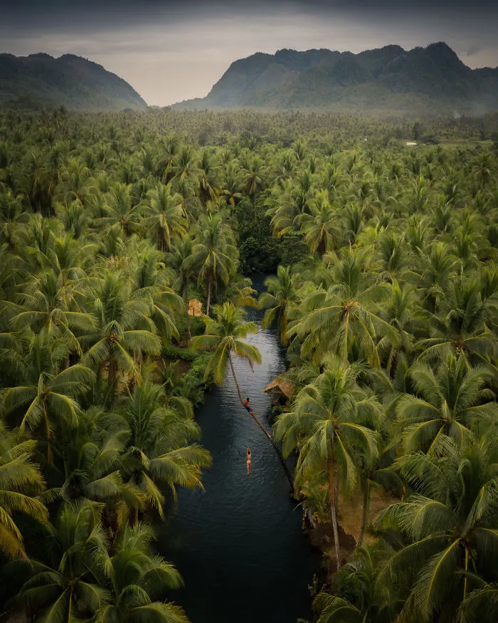 Jungle Life