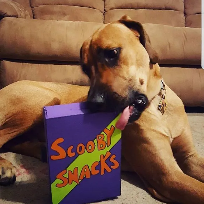 24 Scooby-Doo Lookalikes Just In Time For The Show's 50 Year Anniversary