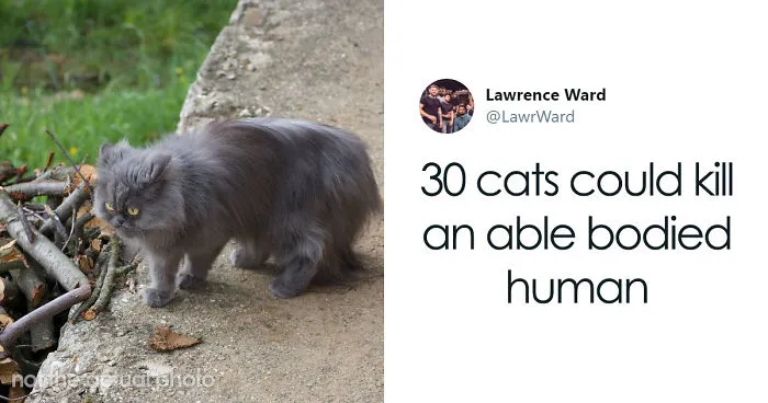 This Thread Detailing How Cats Could Take Over Scotland Is Hilarious