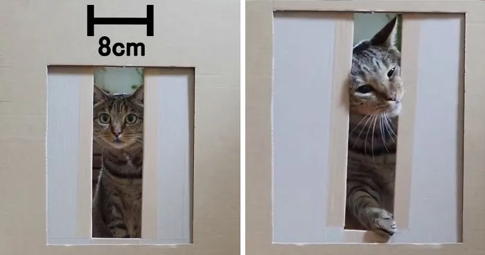 Person Wants To Find Out How Narrow A Gap Can Cats Squeeze Through, Conducts This Hilarious Experiment