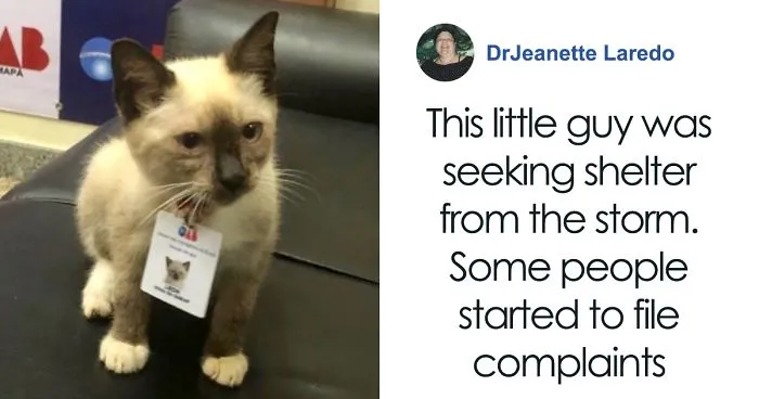 Some People Started Filing Complaints About A Stray Kitty Roaming This Law Firm So They Hired Him