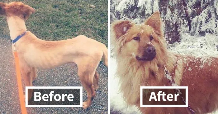People Are Posting Rescue Dog Stories In Response To This Viral Post About An Abandoned Dog (30 Stories)