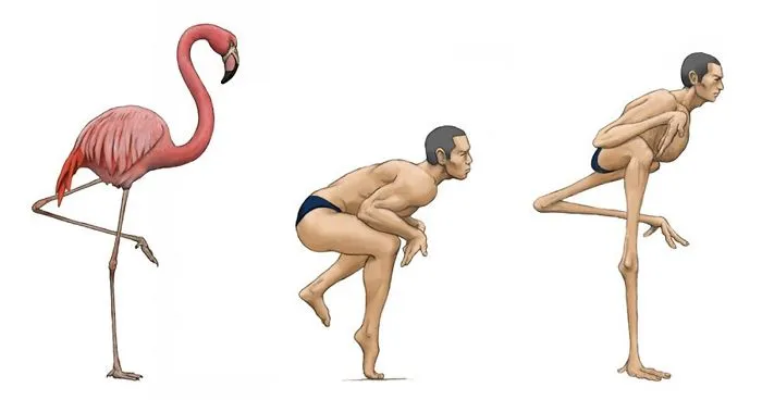 Japanese Illustrator Shows How Humans Would Look If We Had Various Animals' Bone Structures (14 Pics)
