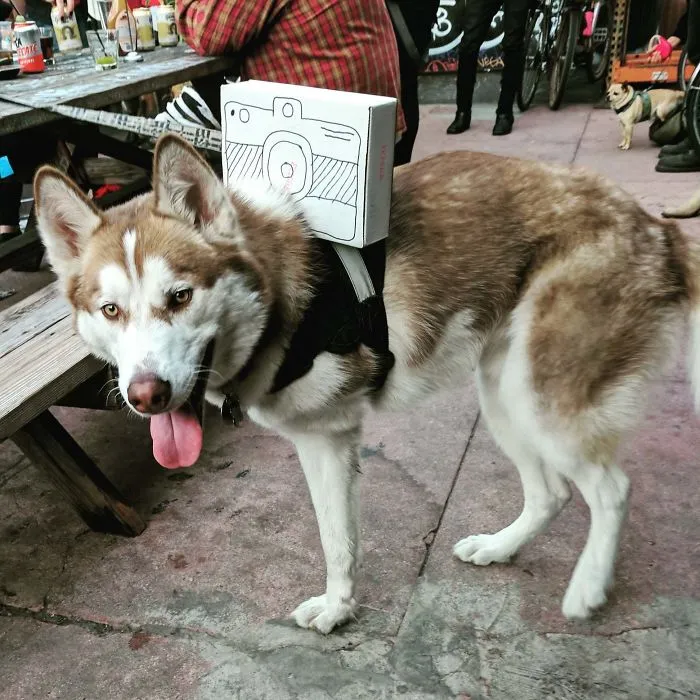 Tripod Got My Vote At The Costume Contest