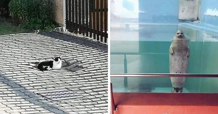 La gente comparte fotos de animales con auras amenazantes y aquí tienes 45 de los mejores