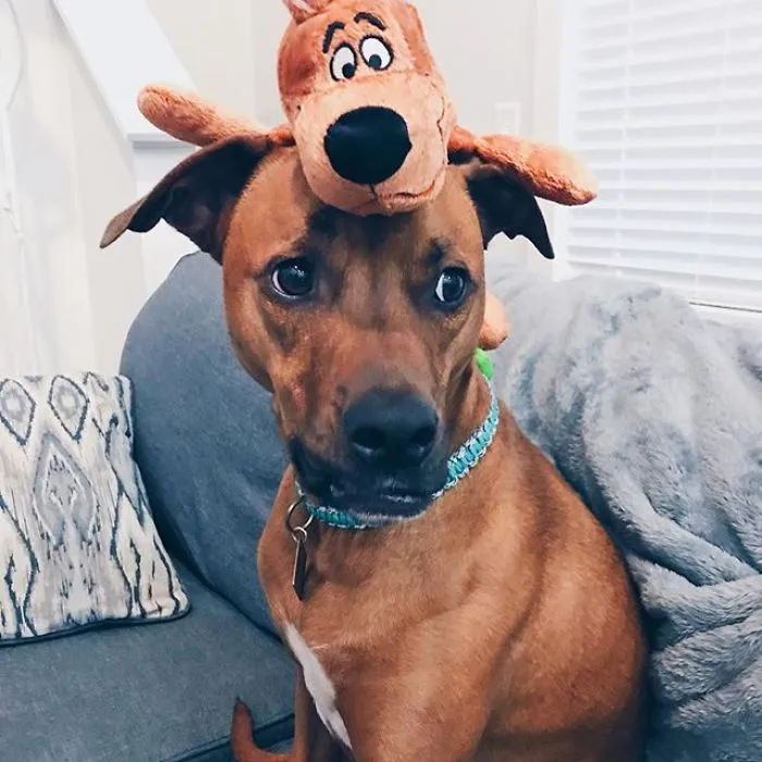 24 Scooby-Doo Lookalikes Just In Time For The Show's 50 Year Anniversary