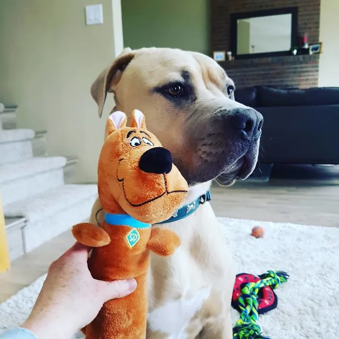 24 Scooby-Doo Lookalikes Just In Time For The Show's 50 Year Anniversary