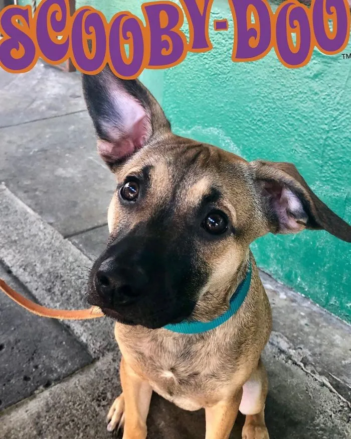 24 Scooby-Doo Lookalikes Just In Time For The Show's 50 Year Anniversary