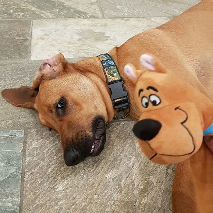 24 Scooby-Doo Lookalikes Just In Time For The Show's 50 Year Anniversary