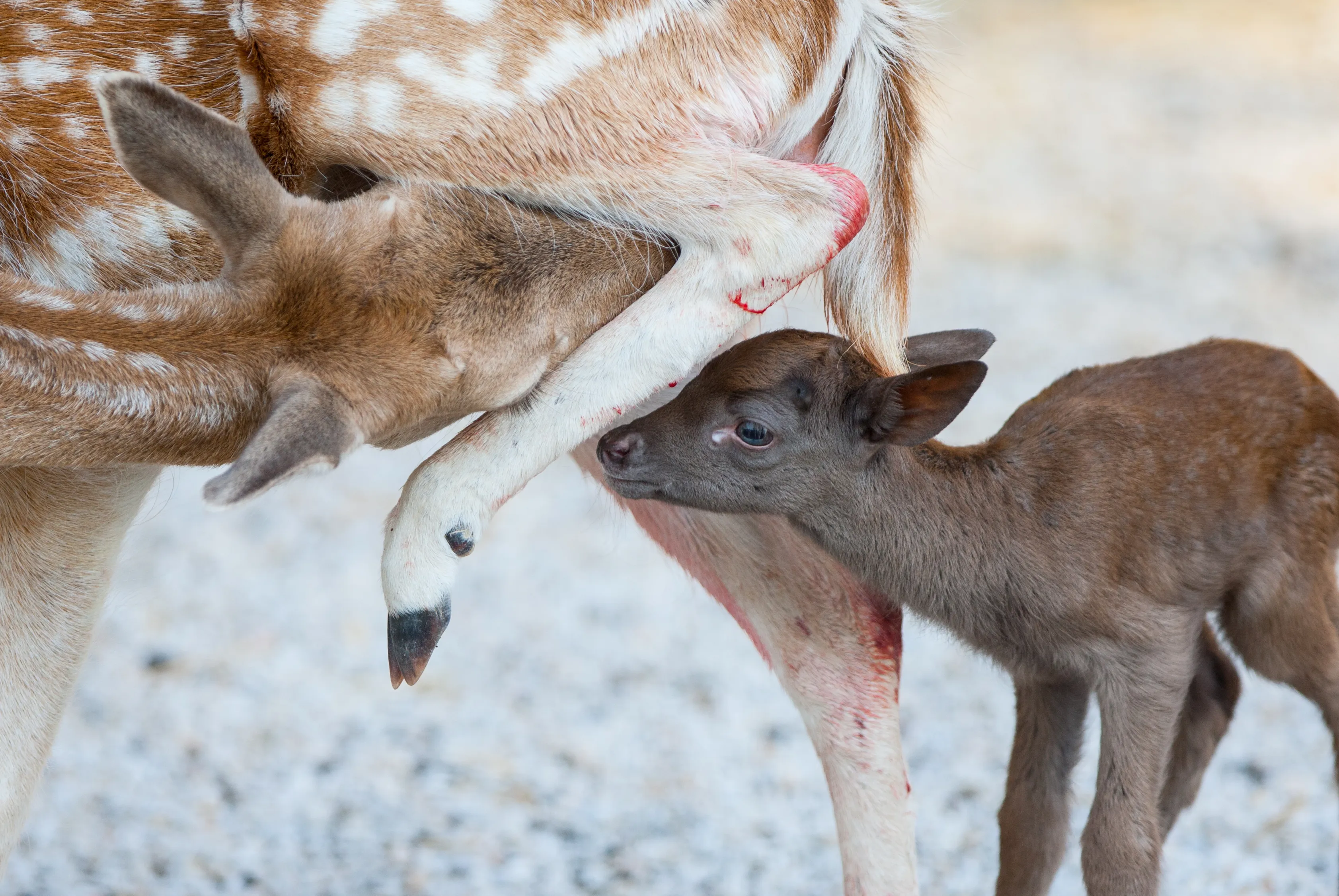 Dark Brown Deer Was Born In The Skopje Zoo After Ten Years And I Had The Opportunity To Capture The Moment