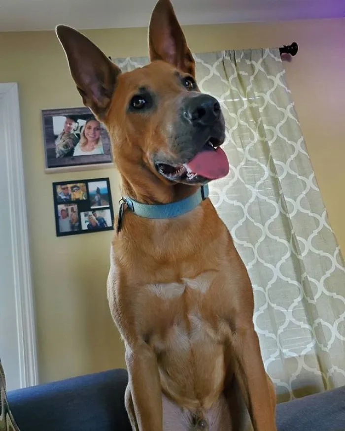 24 Scooby-Doo Lookalikes Just In Time For The Show's 50 Year Anniversary