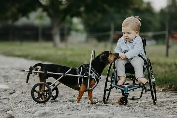 Zente, This Adorable And Extremely Strong Gentleman Needs Your Help As Well!