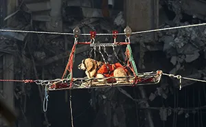 Person Honors The Dog Heroes Of 9/11 That Are Often Overlooked In A Beautifully Sad Twitter Thread