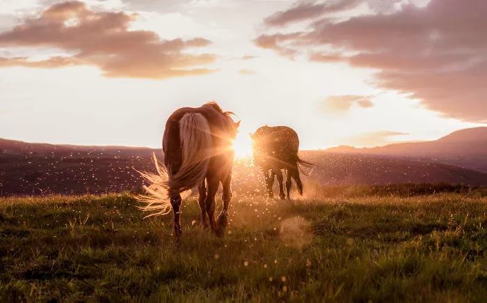 I’ve Circled Iceland 3 Times, Here Are My 28 Favorite Pics That Capture Its Beauty
