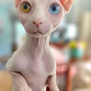 This is Rosie Kitty