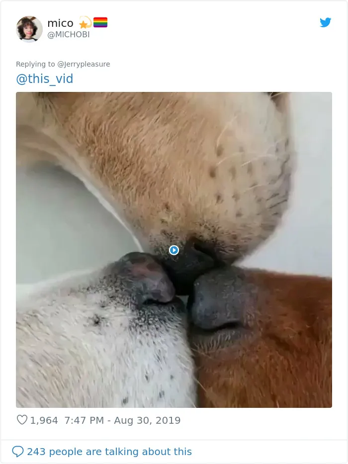 Someone Asked Twitter Users To Share Their Last Dog Pictures And The Responses Are Absolutely Pawsome