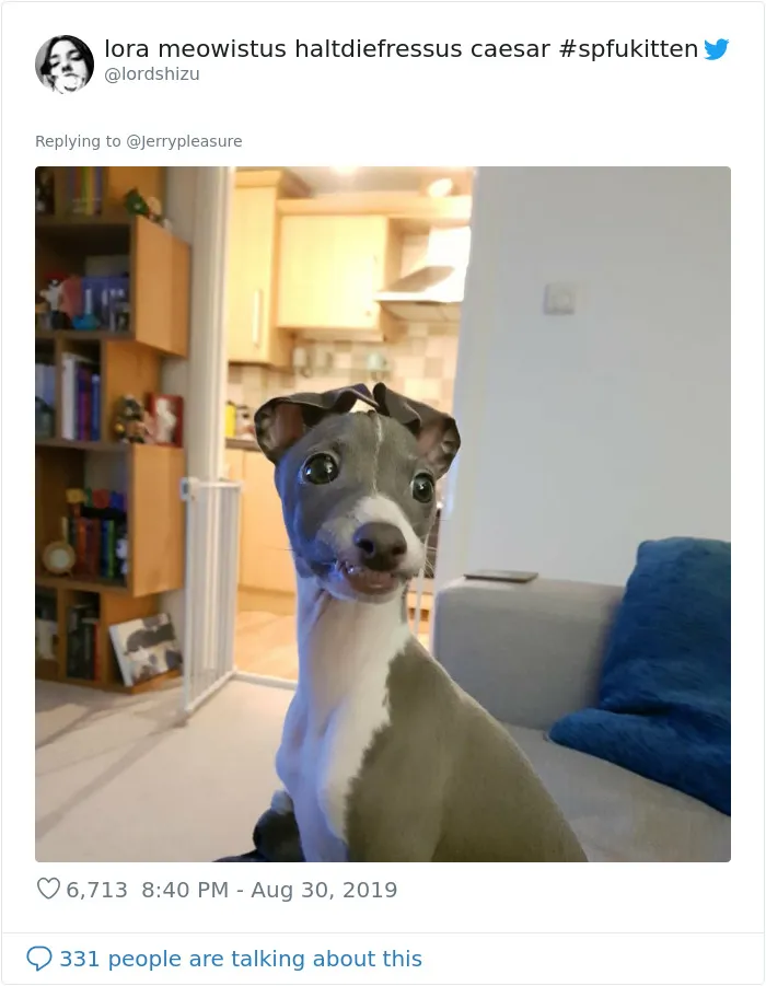 Someone Asked Twitter Users To Share Their Last Dog Pictures And The Responses Are Absolutely Pawsome
