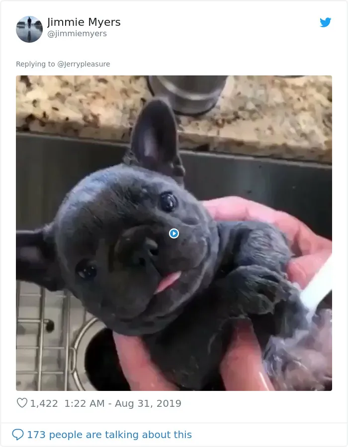 Someone Asked Twitter Users To Share Their Last Dog Pictures And The Responses Are Absolutely Pawsome