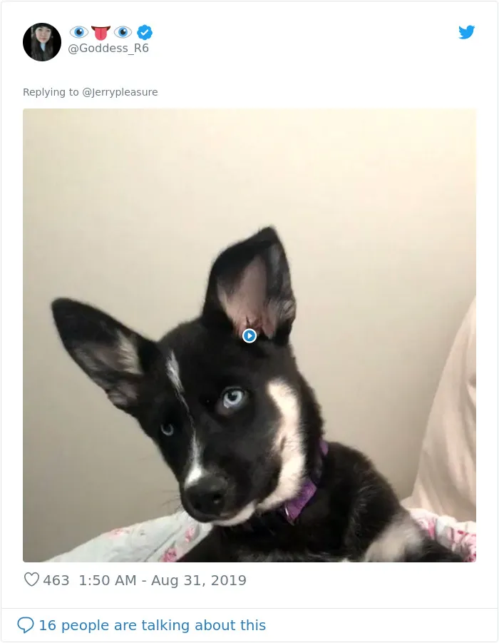 Someone Asked Twitter Users To Share Their Last Dog Pictures And The Responses Are Absolutely Pawsome