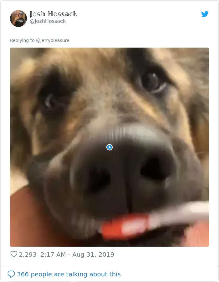 Someone Asked Twitter Users To Share Their Last Dog Pictures And The Responses Are Absolutely Pawsome