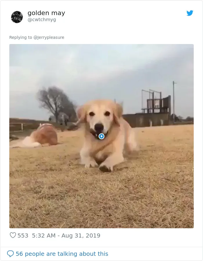 Someone Asked Twitter Users To Share Their Last Dog Pictures And The Responses Are Absolutely Pawsome