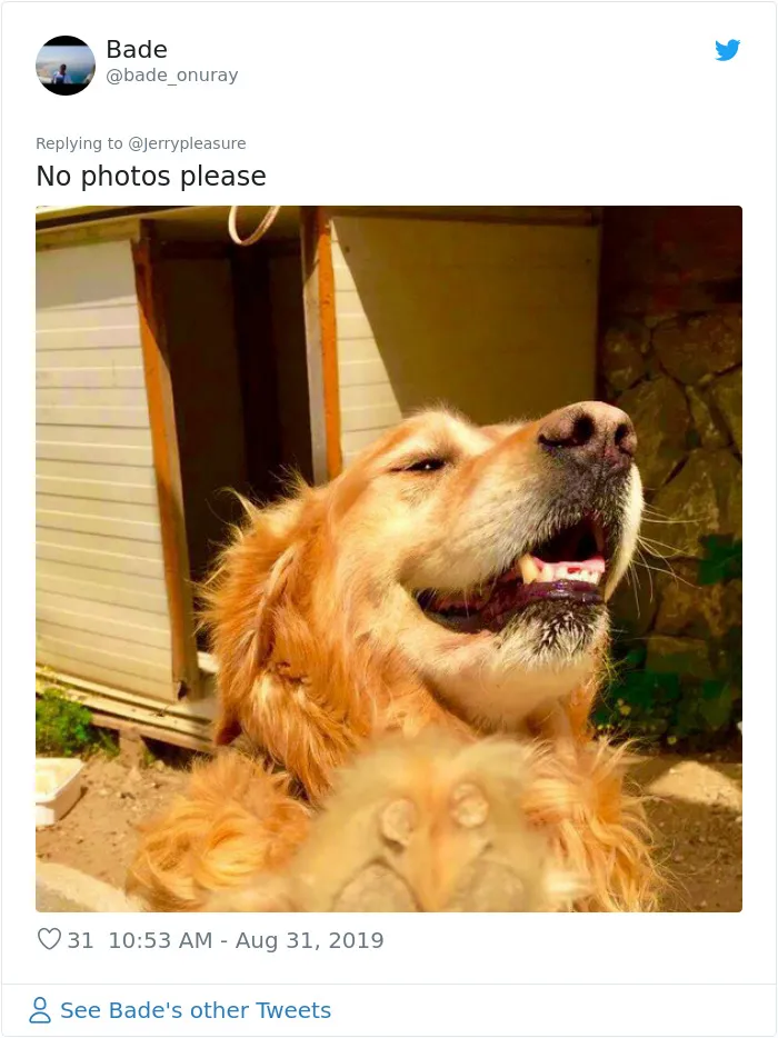 Someone Asked Twitter Users To Share Their Last Dog Pictures And The Responses Are Absolutely Pawsome